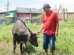 sapi-sehat-dijamin-pemkab-kutim.jpg