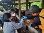 sapi-tanah-grogot-sepi-menurun.jpg