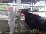 satu-hewan-ternak-di-RPH-Berau.jpg