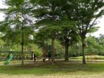 taman-tabebuya-jakarta_20180619_161241.jpg