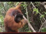 video_orangutan.jpg