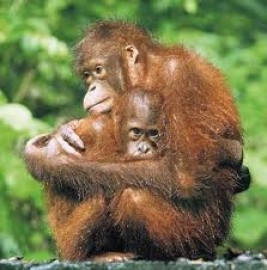 Pembunuhan Orangutan Jangan Terjadi Lagi