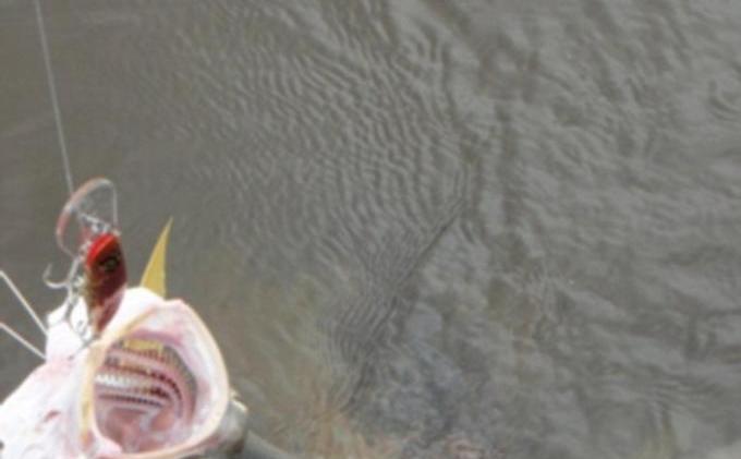 Hanya Gunakan Satu Kail, Nelayan Ini Menangkap Ikan dan Buaya - 26F6FA7900000578-0-image-a-10_1427248434626.jpg