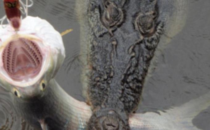 Hanya Gunakan Satu Kail, Nelayan Ini Menangkap Ikan dan Buaya - 26F6FA7D00000578-0-image-a-9_1427248429251.jpg