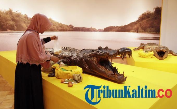 Foto-foto Sepasang Monster Sangatta, Buaya Jantan 6,6 Meter - 20150327_03_sajen-buat-sepasang-awetan-buaya-monster-sangatta_20141107_192906.jpg