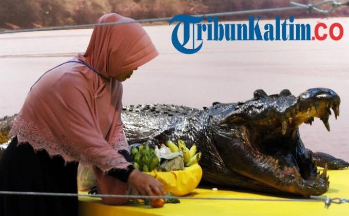 Foto-foto Sepasang Monster Sangatta, Buaya Jantan 6,6 Meter - 20150327_04_sajen-buat-sepasang-awetan-buaya-monster-sangatta_20141107_1932001.jpg
