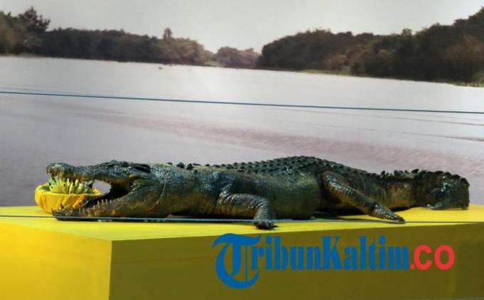Foto-foto Sepasang Monster Sangatta, Buaya Jantan 6,6 Meter - 20150327_05_sajen-buat-sepasang-awetan-buaya-monster-sangatta_20141107_193316.jpg