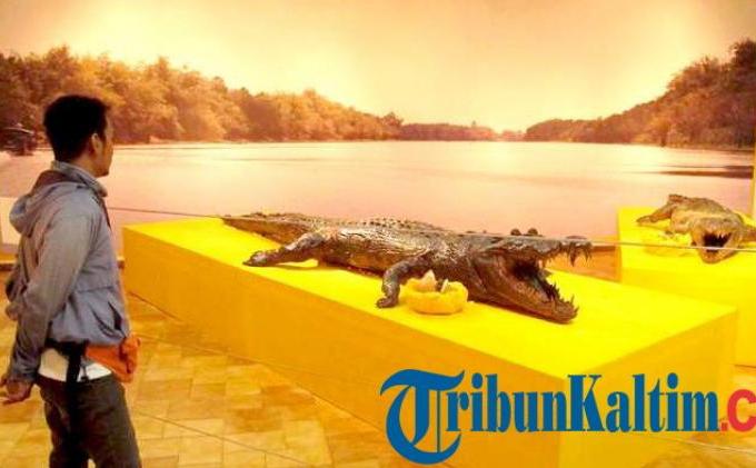 Foto-foto Sepasang Monster Sangatta, Buaya Jantan 6,6 Meter - 20150327_buaya-monster-sangatta.jpg