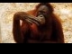 orangutan.jpg
