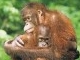orang_utan.jpg