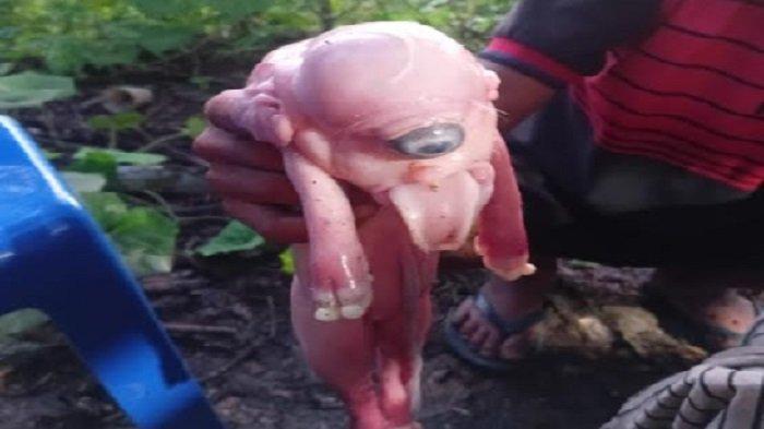 BREAKING NEWS:  Babi di TTU NTT Alami Kelainan Genetik Usai Dilahirkan Induknya