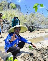 Pemkab Sabu Raijua Tanam 1.000 Mangrove di Pulau Dana