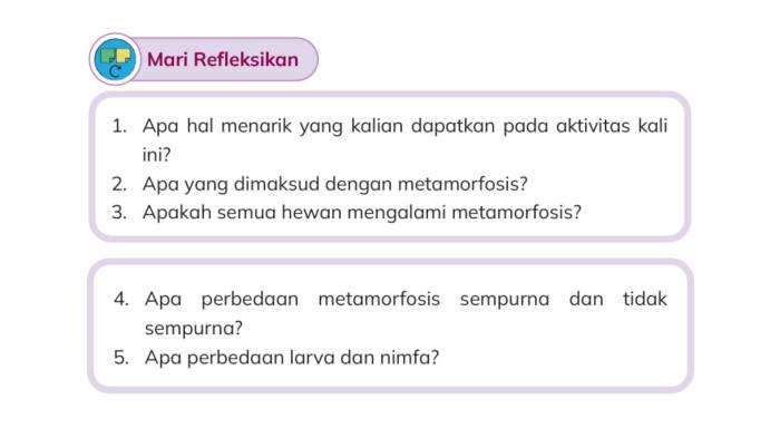 Kunci Jawaban IPAS Kelas 3 Halaman 48 - 49 Kurikulum Merdeka: Mari Refleksikan, Metamorfosis