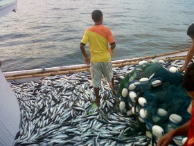 Ikan Melimpah, Tapi Warga Larantuka Kesulitan Ikan