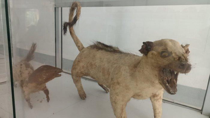 Kerangka utuh jenis tikus besar di Flores, museum Bikon Blewut