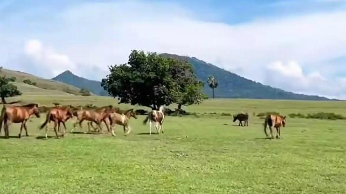 Wisata NTT, Pesona Padang Sabana Mausui, Wajib Dikunjungi Saat Liburan ke Pulau Flores