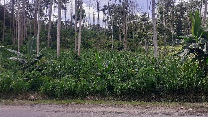 Memrihatinkan  Kawasan Hutan Watukanggorok, Sumba Barat Daya Berubah Jadi Lahan Pertanian