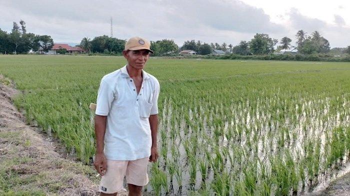 Petani di Noelbaki Mengeluh Alokasi Pupuk Subsidi Berkurang