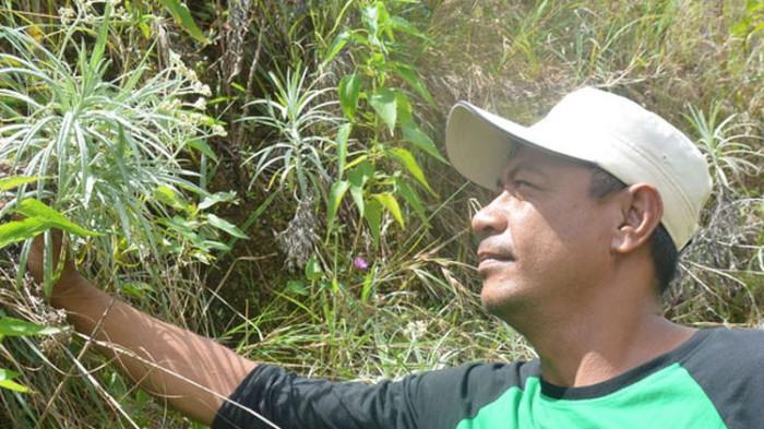 Staf Resor Wanggameti di TN MataLawa Pulau Sumba, Fabianus memegang tumbuhan edelweis