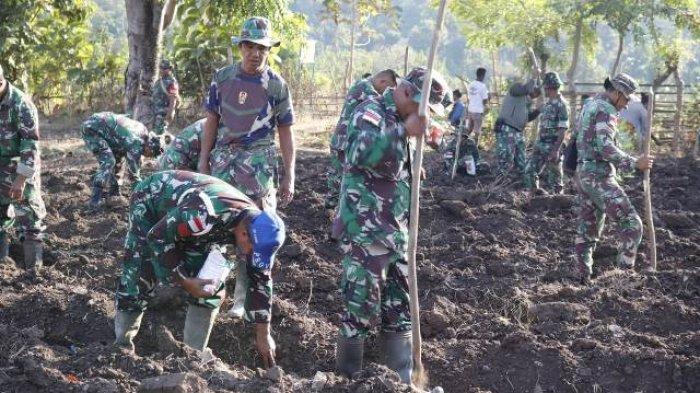 Kodim Belu Tanam Jagung Hibrida R7 di Lahan Food Estate Rotiklot