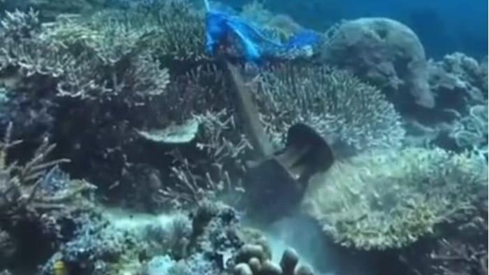 Viral Terumbu Karang Dirusak Jangkar Kapal di Labuan Bajo, Kapten Kapal: Tidak Ada Unsur Kesengajaan