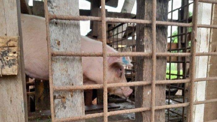 Bahaya Virus ASF, Ternak Babi Luar Daerah Dilarang Masuk Flores Timur