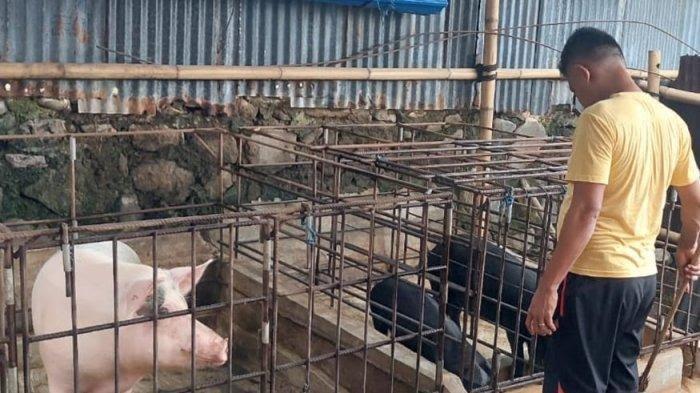 Cegah Virus ASF, Dinas Peternakan NTT Imbau Peternak Jaga Kebersihan Kandang
