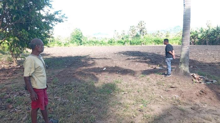 Ulat Hitam Rusak Tanaman Jagung Petani di Takarai Malaka