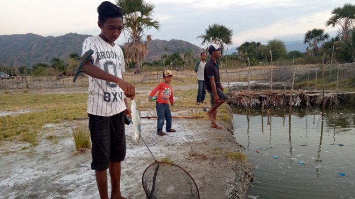 Dua Kelompok Tambak Panen Ikan Bandeng di Lengkosambi Timur Ngada