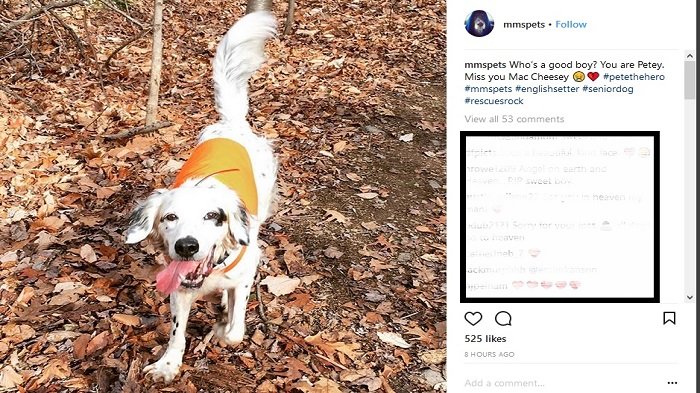 Selamatkan Pemiliknya Dari Serangan Beruang Hitam, Anjing Ini Tewas Setelah Alami Luka Parah