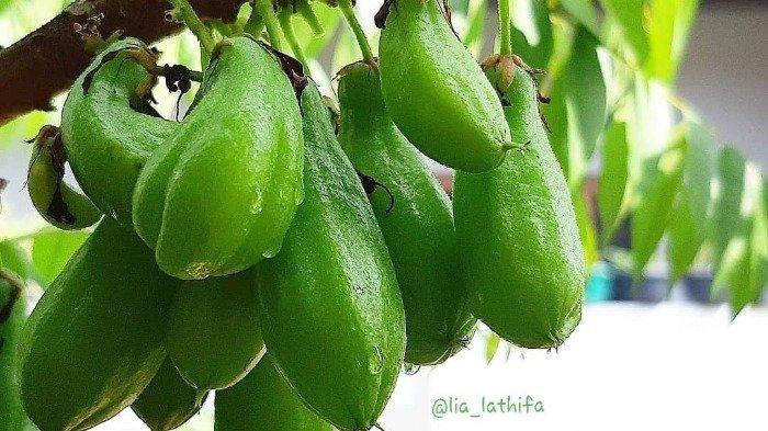 Rasanya Sedikit Asam, Ternyata Belimbing Wuluh Mengandung 7 Khasiat Bagi Kesehatan Tubuh