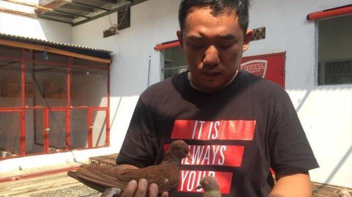 Begini Alasan Robby Eka Membeli Burung Merpati Rp 1 Miliar, Ini Keuntungannya