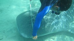 Hiu Paus Terjaring Pukat, Ini yang Dilakukan Nelayan