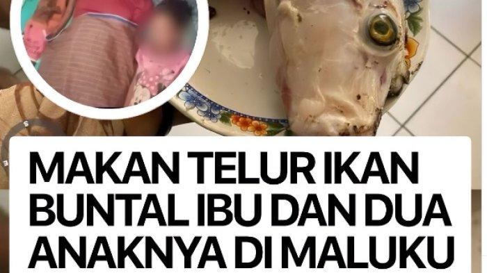Berita Viral 3 Warga Maluku Tengah Tewas di Kecamatan Saparua Makan Telur Ikan Buntal