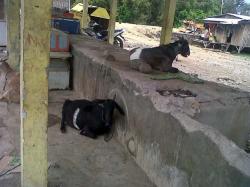 Kambing Masih Berkeliaran di Kota Larantuka