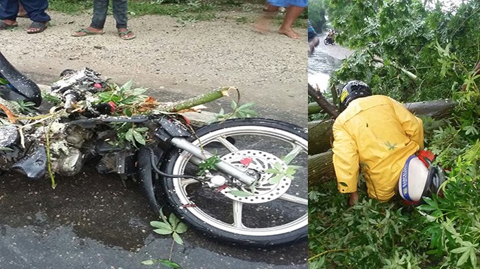 Nomleni Tewas Tertimpah Pohon Kapuk di Kawasan Asam Tiga Naibonat Kabupaten Kupang