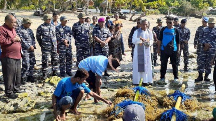 Lanal Maumere Budidaya Rumput Laut di Pantai Selatan Sikka