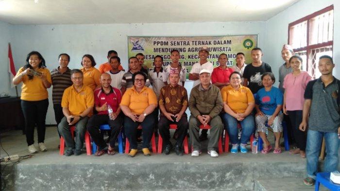 LP2M Undana Dampingi Peternak Sapi di Mabar