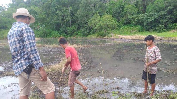 BREAKING NEWS :  Warga Lewa Dikejutkan Ada Mayat di Sawah