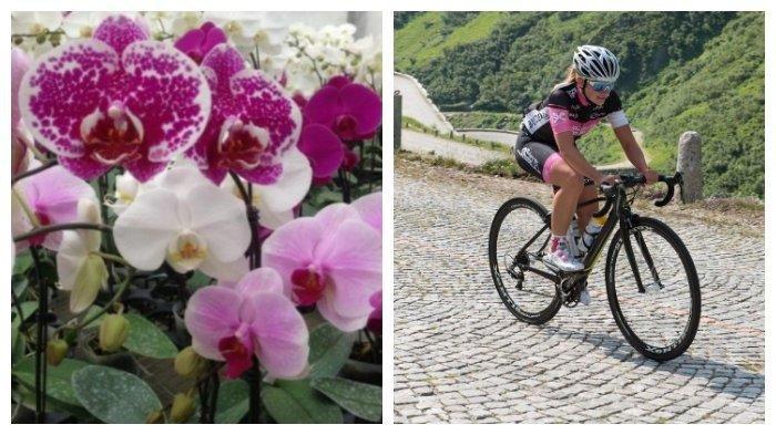 Perempuan  asal Austria Bisa Bebas dari Penculik: Puji Bunga Anggrek