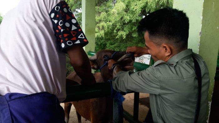 Siswa-siswi SMK-PP Negeri Kupang Praktik Pemberian Obat Anti-Cacing, Lihat Caranya