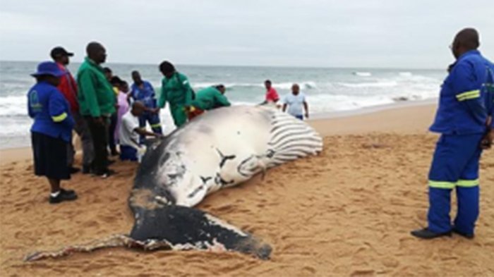 Anak Paus Bungkuk Terdampar di Pantai, Diduga Karena Tak Kuat Lagi Berjalan