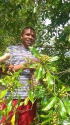 Petani Cengkeh di Heso, Manggarai Timur Mengeluh Harga Anjlok