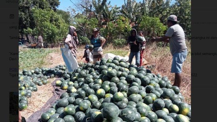 SPPG Jawab Komlain Petani Lokal Terkait BUah Semangka untuk MBG