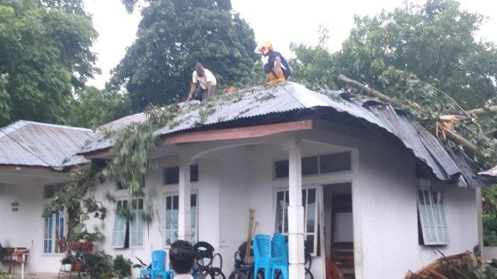 Pohon Besar Tindih Poskesdes Kenebibi di Kabupaten Belu, Begini Ceritanya