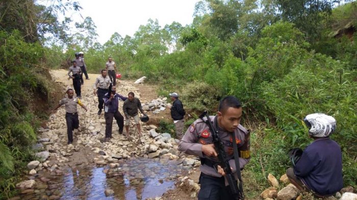 Polres Manggarai Gagal Menciduk Ratusan Penjudi Sabung Ayam di Waso, Ruteng