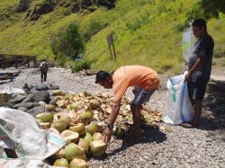 Sehari 60 Buah Kelapa Laku di Padar Nilai Uangnya Rp 1,8 Juta