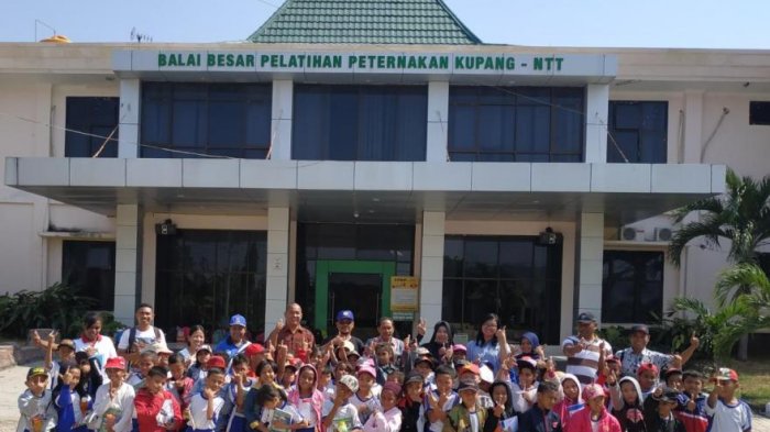 Wisata Ternak? Ayo Intip Apa Yang Dilakukan Siswa SDK Rosa Mystica di BBPP Kupang