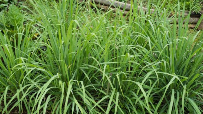 Hi Moms ! Tidak Sekedar Bumbu Dapur Inilah 10 Manfaat Daun Sereh, Fokus No 3 dan  9