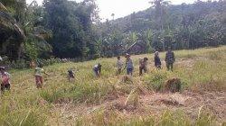 Ini Yang Dilakukan Babinsa Koramil Macang Pacar Bagi Petani di Tempat Tugasnya